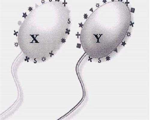 试管婴儿卵泡呈长条形吗